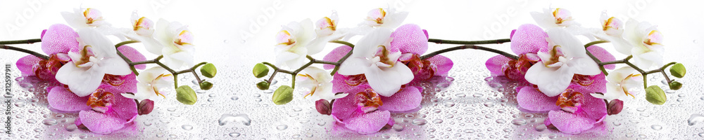 Fototapeta Biała i różowa orchidea panoramiczna