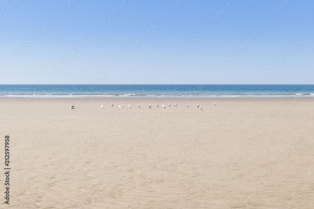 sand, seagulls and beach sand, seagulls and beach