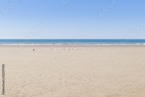 sand  seagulls and beach 