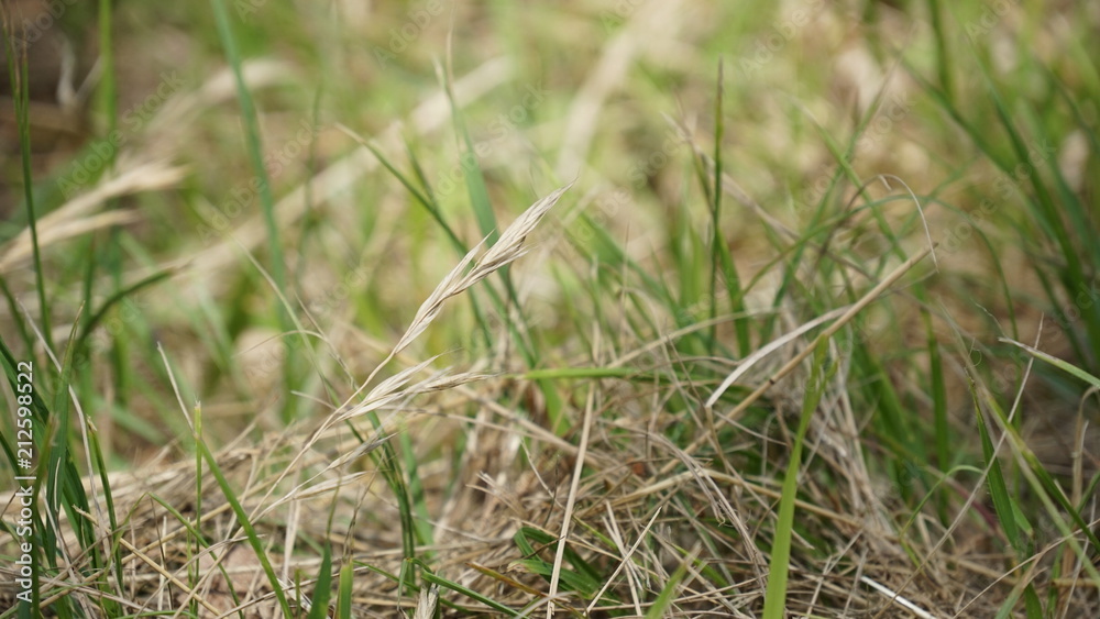 herbe herbe