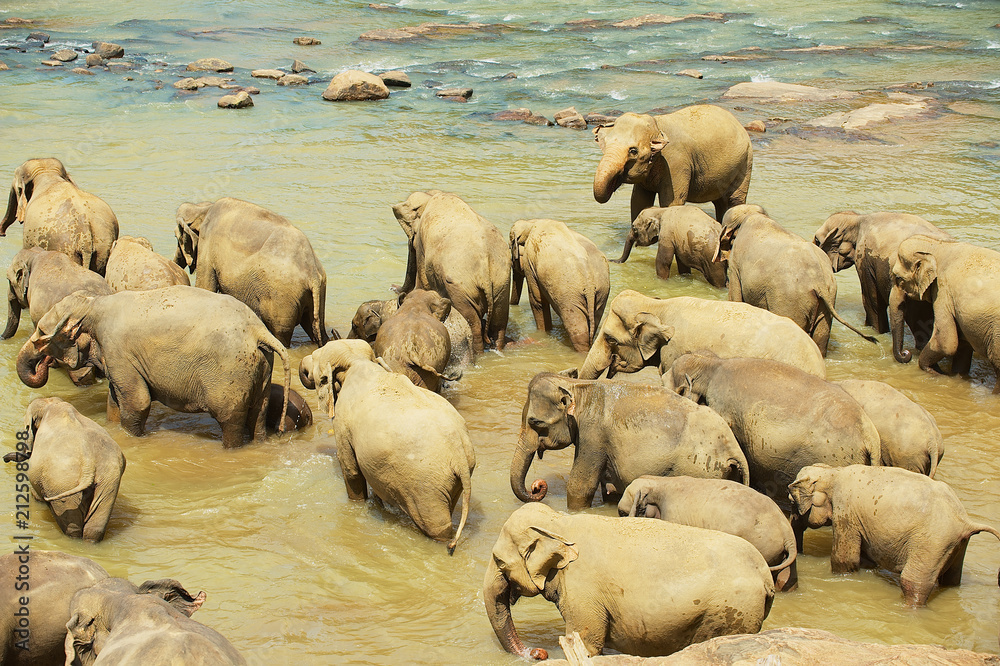 Elephants bathe in a river in Pinnawala, Sri Lanka. Elephants bathe in a river in Pinnawala, Sri Lanka.