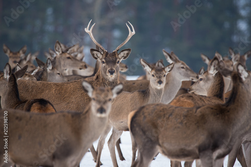 Young Great Deer (Cervus Elaphus), Dedicated Depth Of Focus, Surrounded By Herd. A Herd Of Deer, Standing In Belorussian Forest. Portrait Of Deer Stag,While Looking At You In Winter Time. Belarus