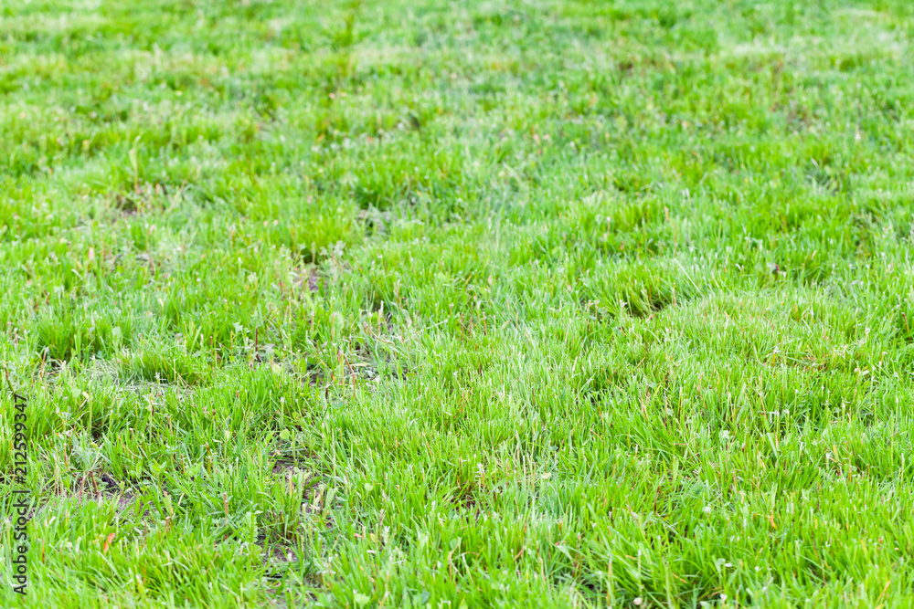 Just trimmed lawn with green grass Just trimmed lawn with green grass