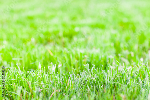 Fresh green grass of just trimmed lawn