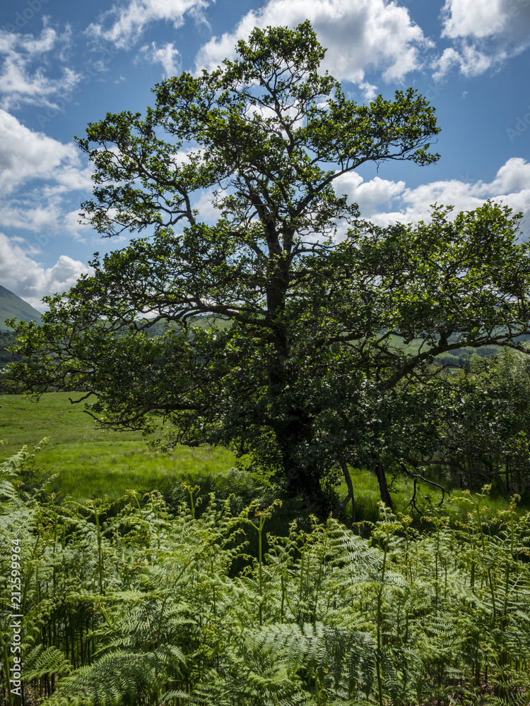 a view of the west highland way in the highlands of scotland during a bright summer day