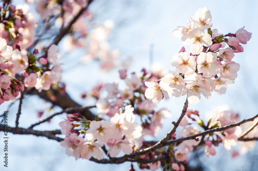 Cherry blossom (sakura) flowers in Japanese spring