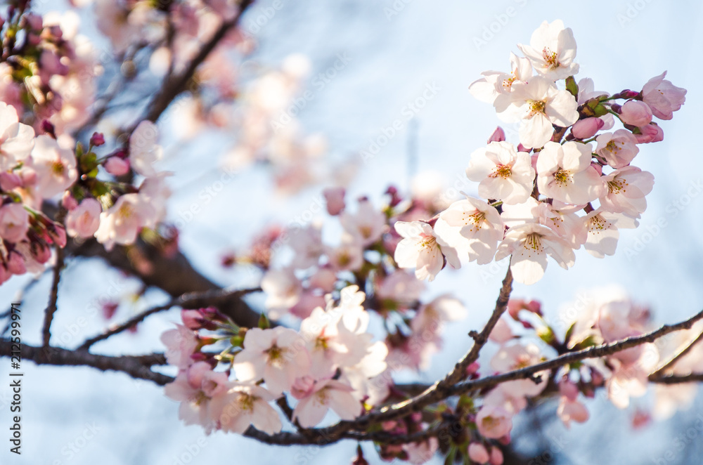 Cherry blossom (sakura) flowers in Japanese spring Cherry blossom (sakura) flowers in Japanese spring