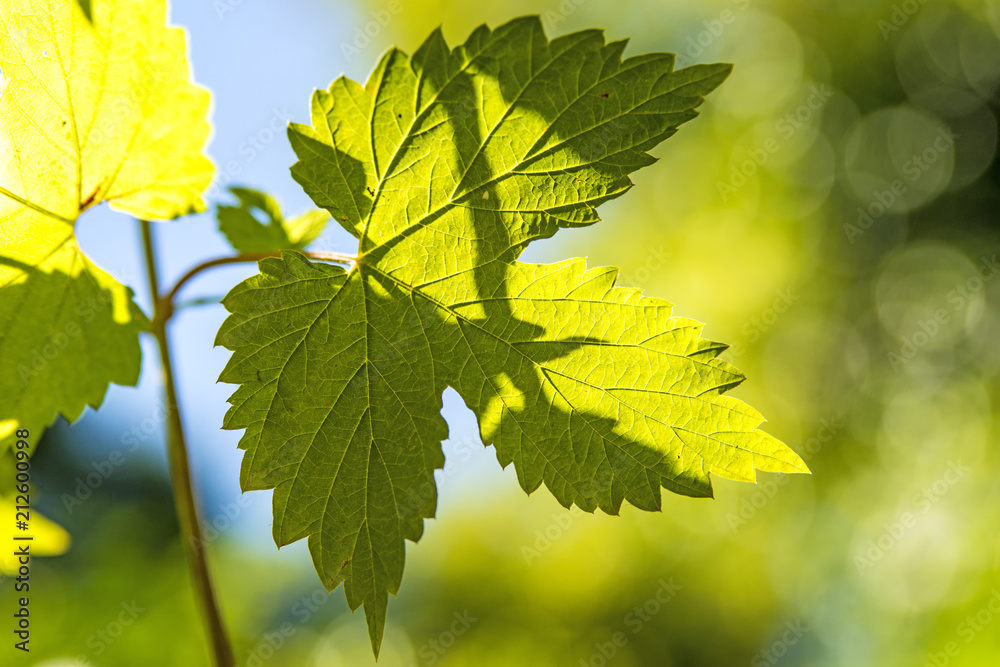 Fototapeta premium hops, leaf in back light