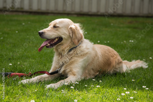 portrait of a golden retrievers Dog outside Belgium