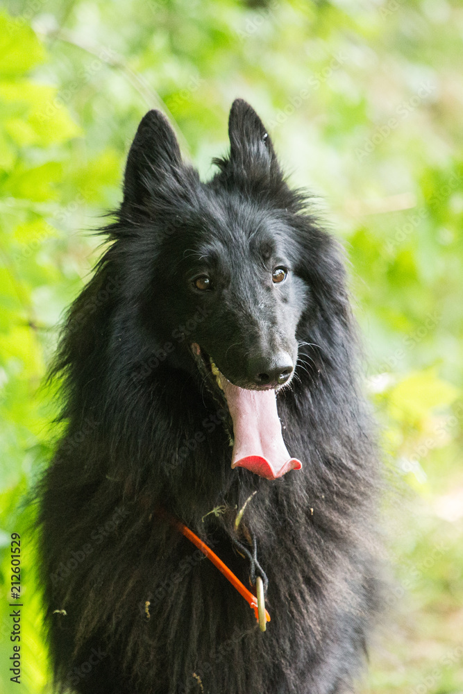portrait of a groenendal Dog outside Belgium portrait of a groenendal Dog outside Belgium