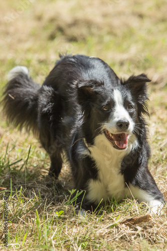 portrait of a border collie Dog outside Belgium