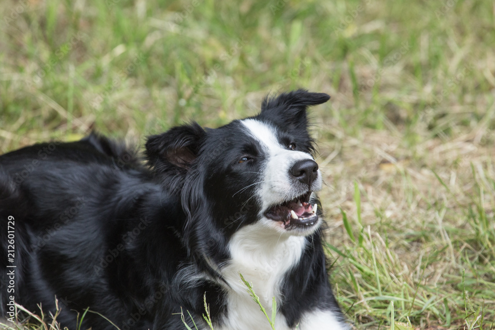 portrait of a border collie Dog outside Belgium