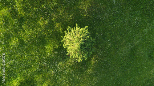 Alone tree on the field. Agricultural landscape from air