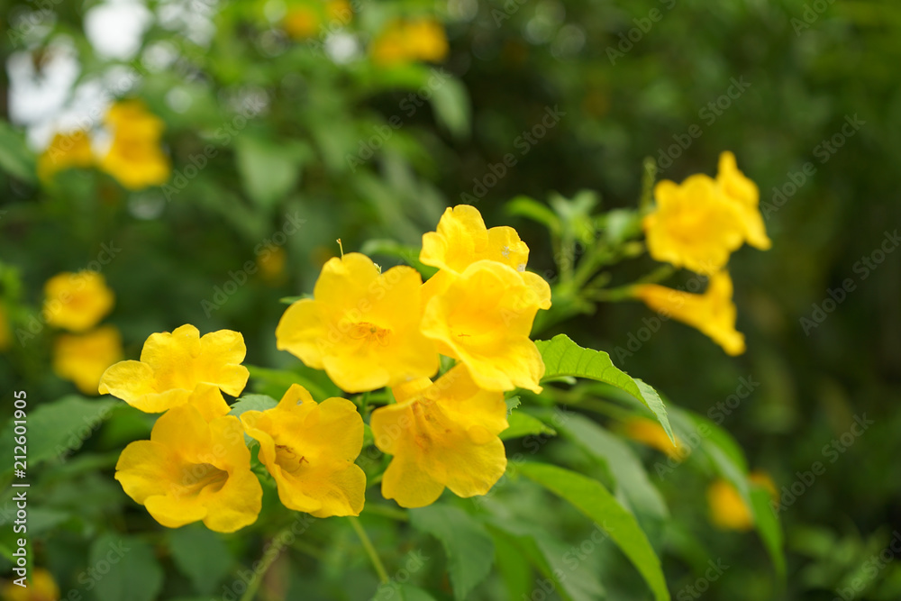 Yellow flowers in the garden