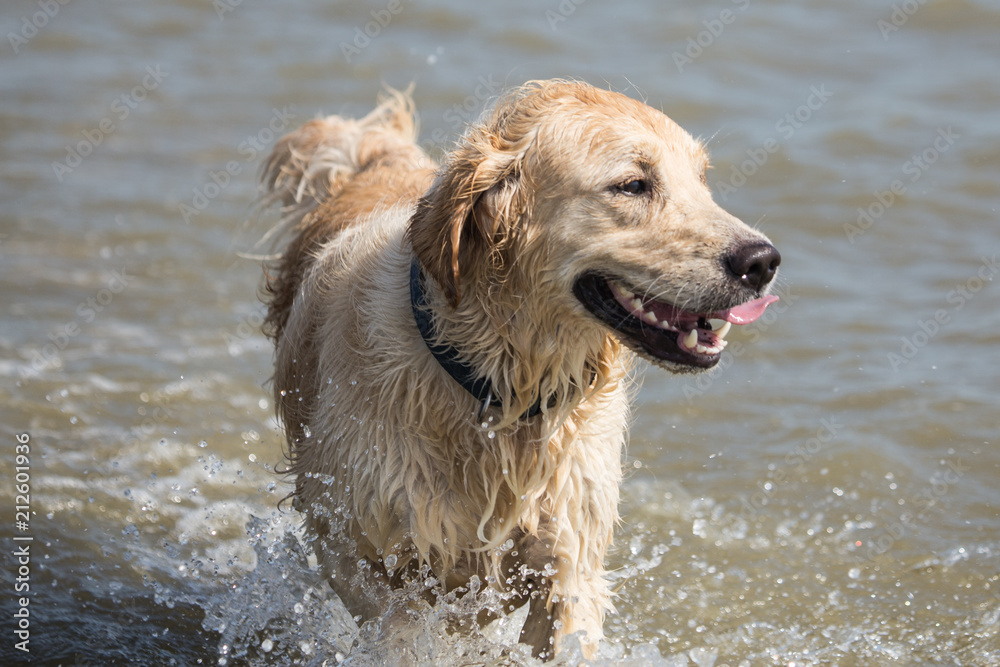 portrait of a golden retrievers Dog outside Belgium portrait of a golden retrievers Dog outside Belgium