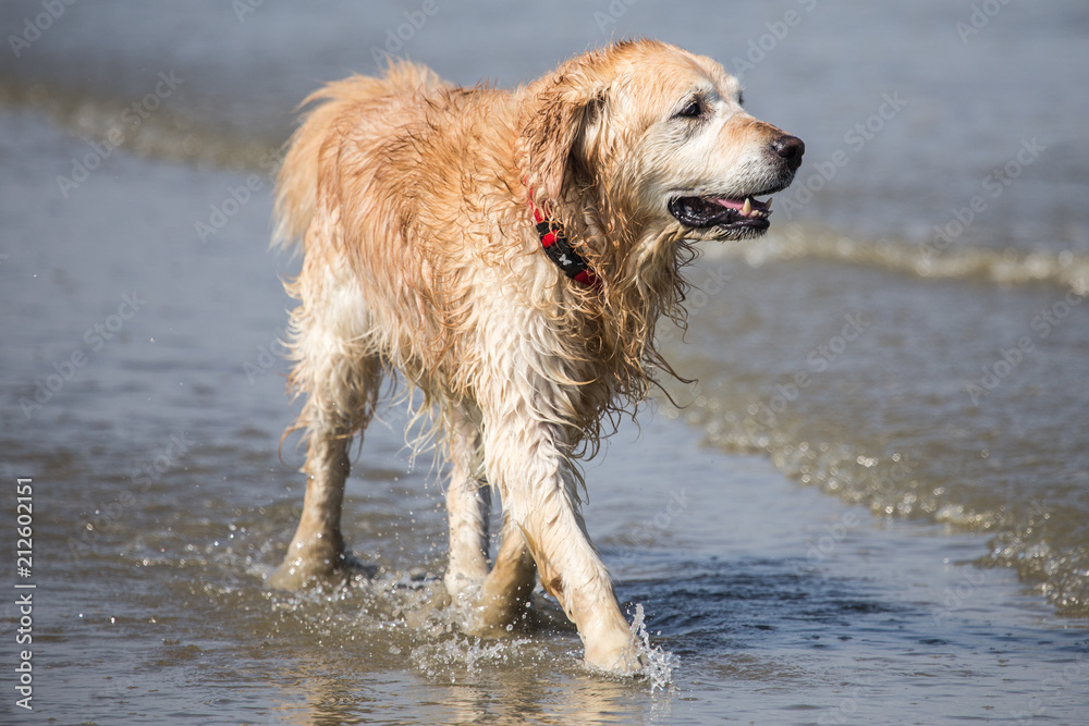 portrait of a golden retrievers Dog outside Belgium