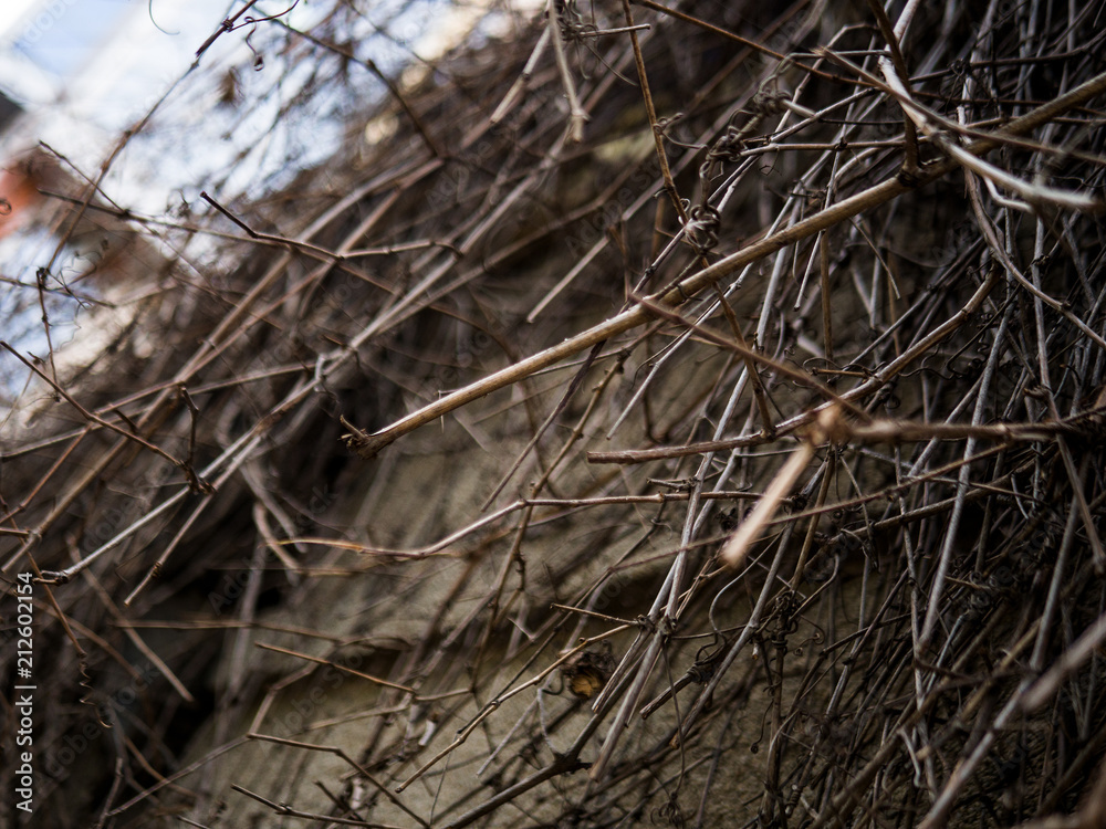 Texture of dry branches hanging on the wall of the building Texture of dry branches hanging on the wall of the building