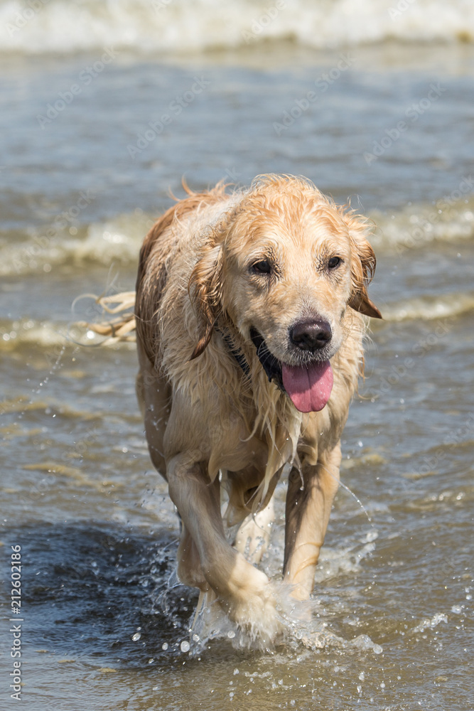 portrait of a golden retrievers Dog outside Belgium portrait of a golden retrievers Dog outside Belgium