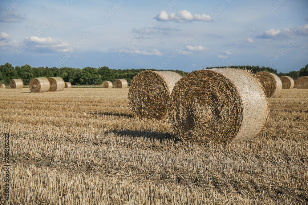 Harvested field with straw bales against bule sky in summer