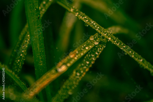 grass with drops of water