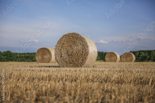 Harvested field with straw bales against bule sky in summer