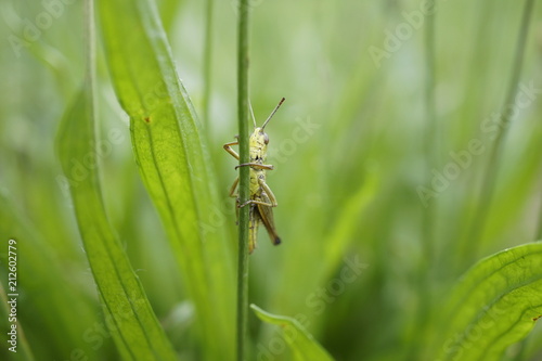 Grashüpfer an Grashalm