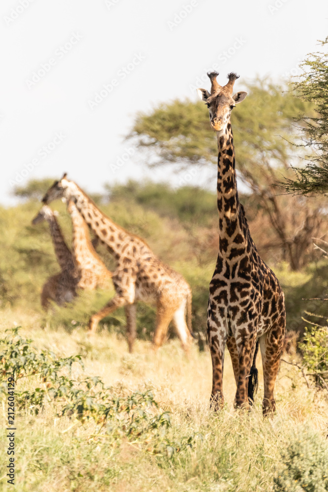Obraz premium Giraffe