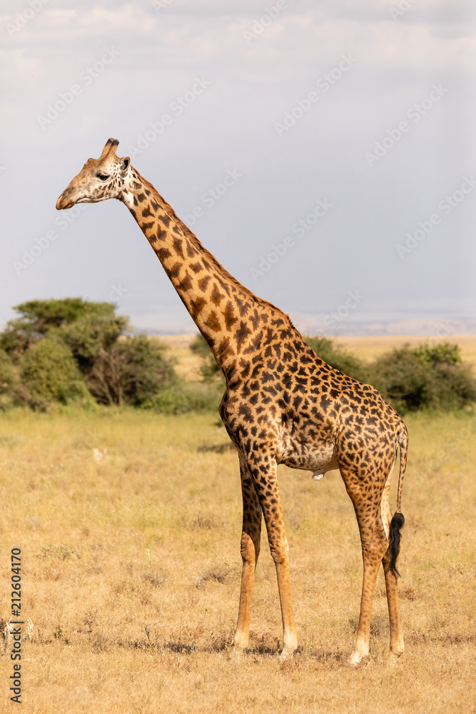 Obraz premium Giraffe