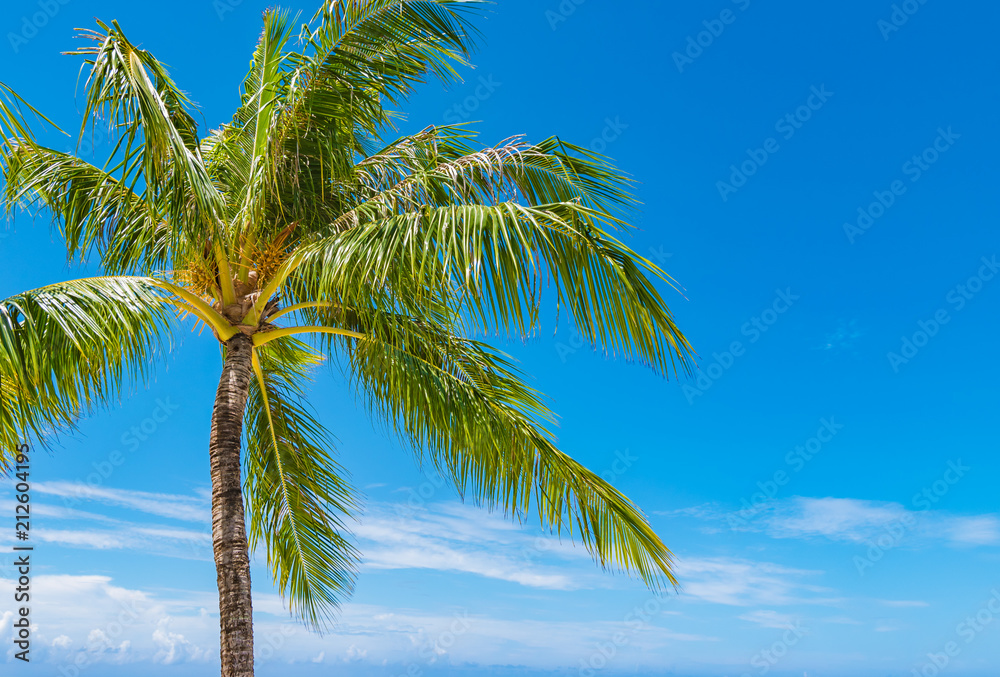 Coconut palm tree 