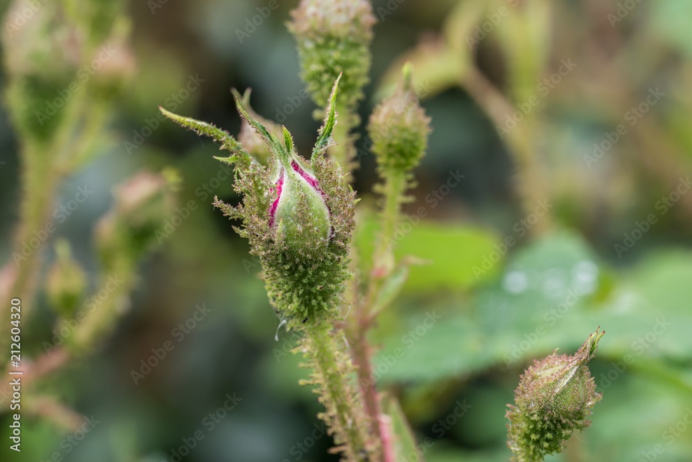 Sich öffnende Knospe einer Rose Sich öffnende Knospe einer Rose