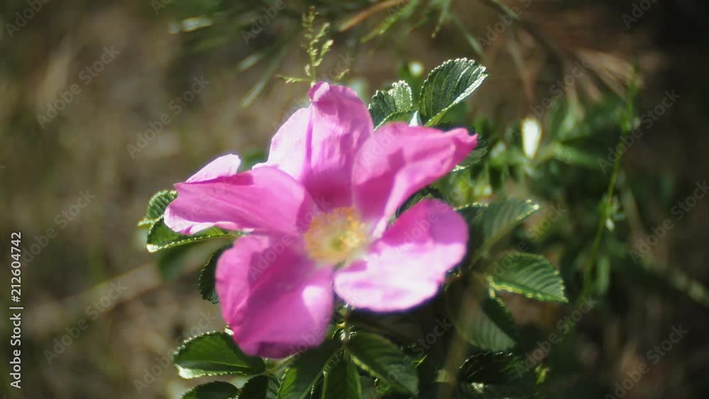 Nemophila. Spring pink flowers in the forest Nemophila. Spring pink flowers in the forest
