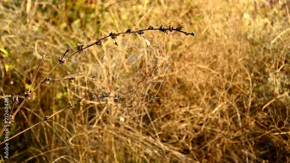 web on a dry branch_0019_HD