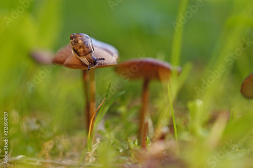 little snail crawling along mushroom