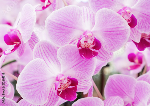 Blooming of the fresh phalaenopsis orchid.