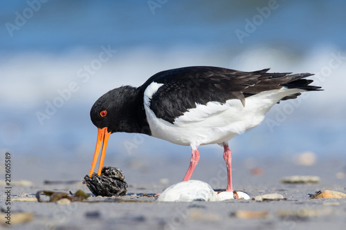 Foto Austernfischer - Haematopus ostralegus
