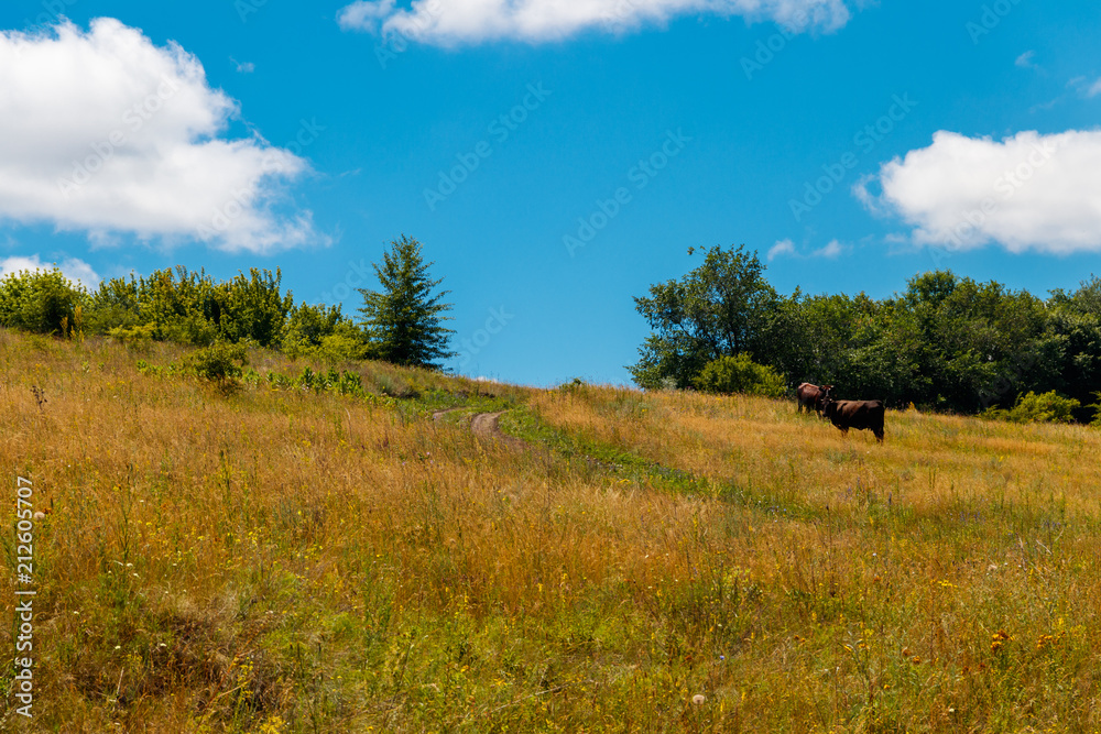 Cows grazing on a pasture on sunny summer day Cows grazing on a pasture on sunny summer day
