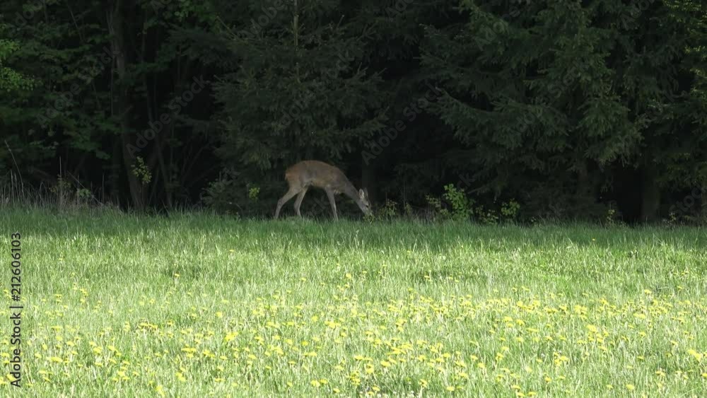 Deer in Nature, Capreolus capreolus. Wildlife scene from nature.
Deer in Nature, Capreolus capreolus. Wildlife scene from nature.