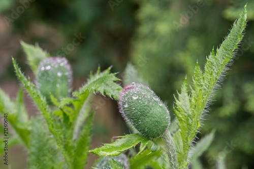 Fototapeta Naklejka Na Ścianę i Meble -  Samenkapsel einer Mohnblume mit Regentropfen