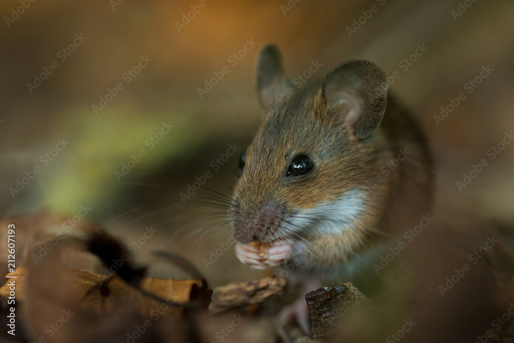 Waldmaus - Apodemus sylvaticus Waldmaus - Apodemus sylvaticus