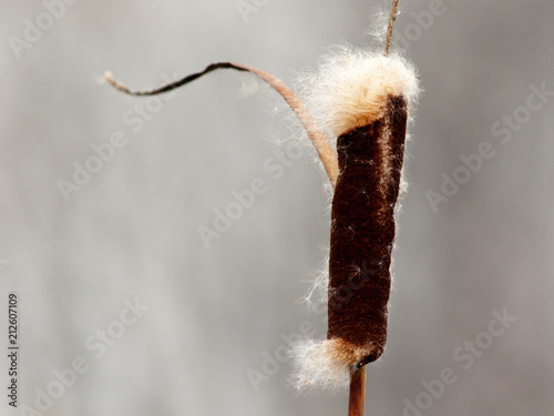 Dry bulrush in the wind, autumn