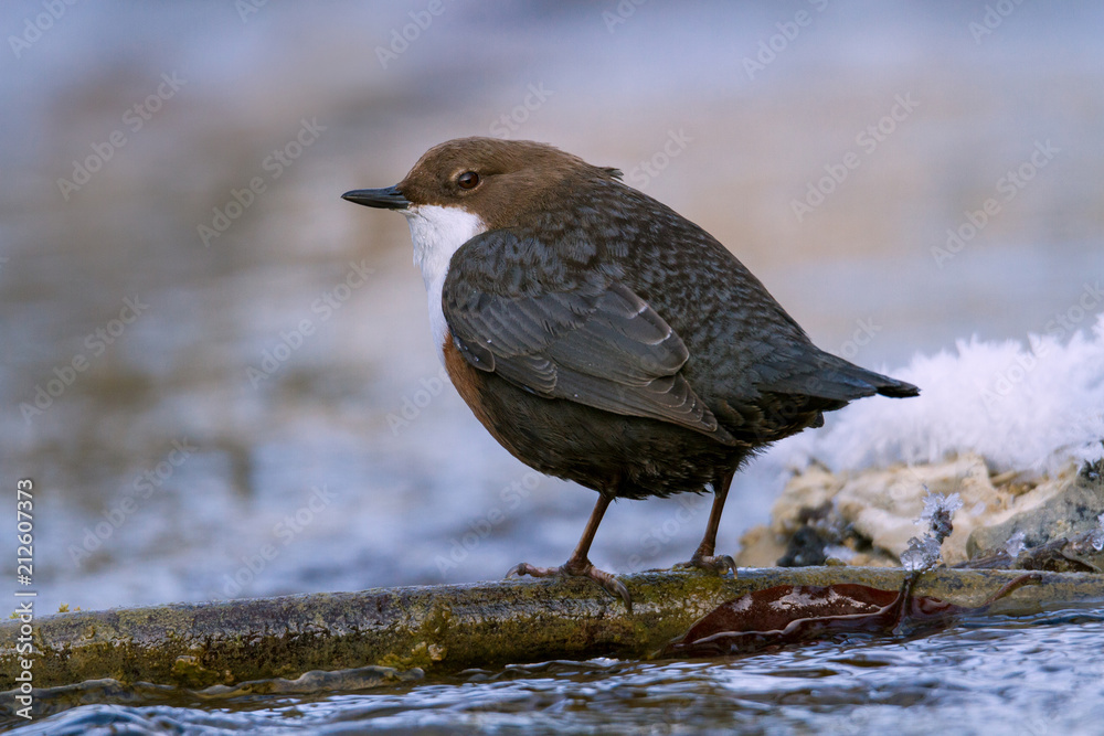 Wasseramsel - Cinclus cinclus