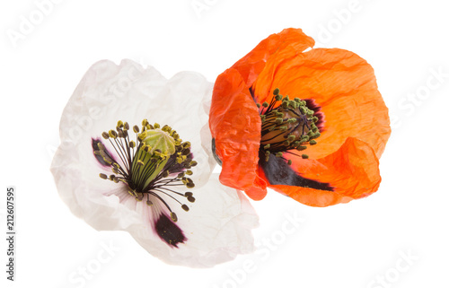 beautiful meadow poppies isolated