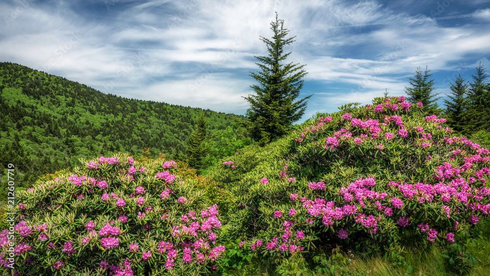 Roan Mountain Carvers Gap rhododendron blooming Roan Mountain Carvers Gap rhododendron blooming