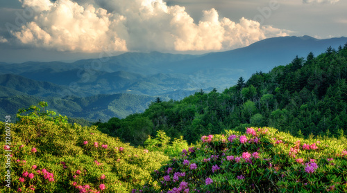 Roan Mountain Carvers Gap rhododendron blooming photo