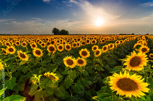 Beautiful sunflower field panorama in sunset in summer
