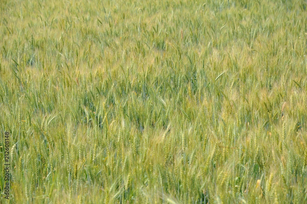 Wheat Field in Spring in Daya, Taichung, Taiwan Wheat Field in Spring in Daya, Taichung, Taiwan