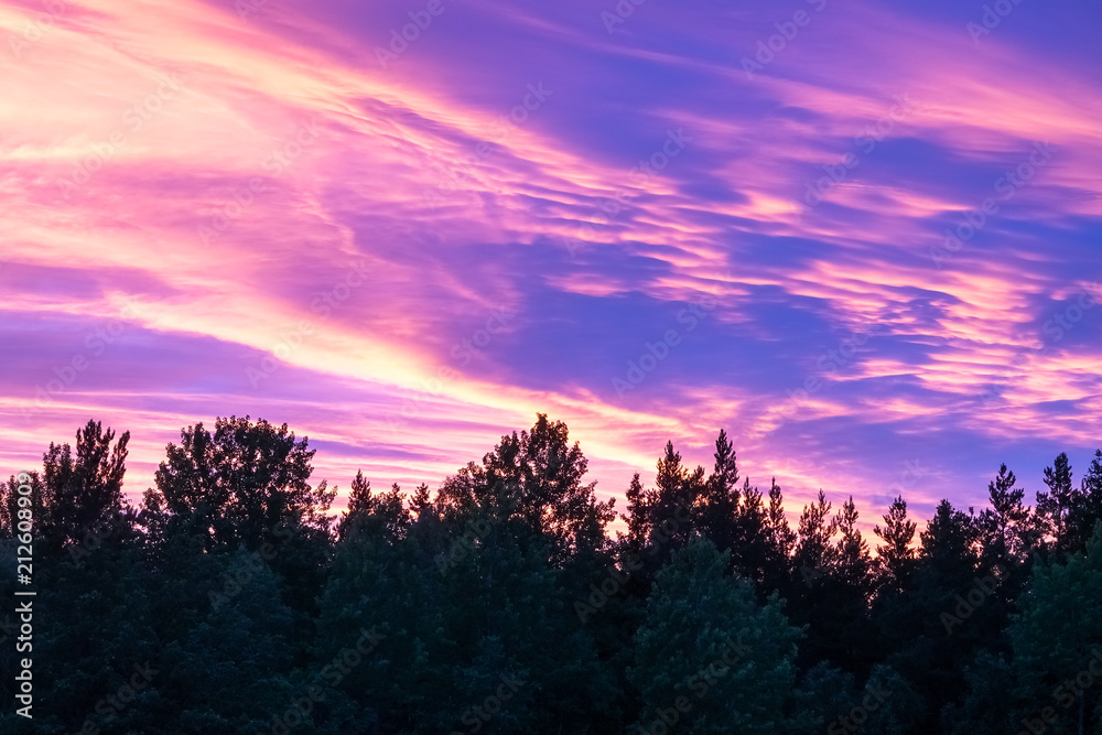 Fototapeta premium Beautiful, colorful and dramatic sky at sunset. Silhouette of forest.