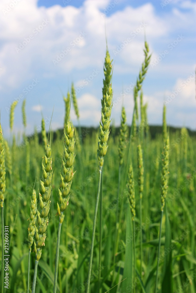 Spikes of wheat in the field Spikes of wheat in the field