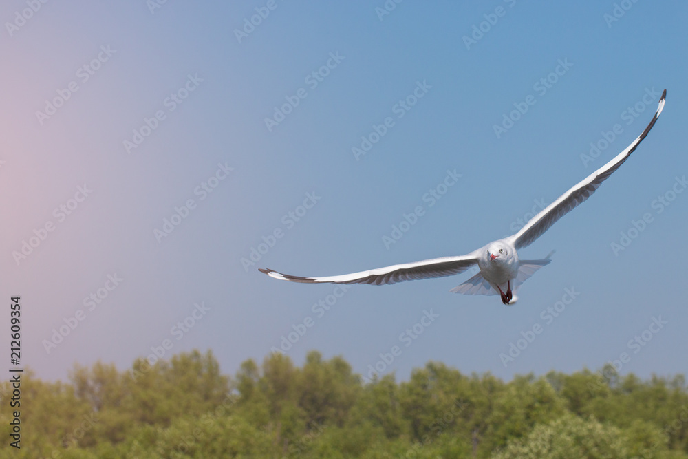Fototapeta premium Seagulls flying among blue sky.