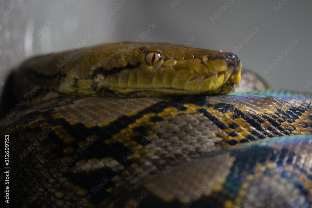 close - up of a boa.